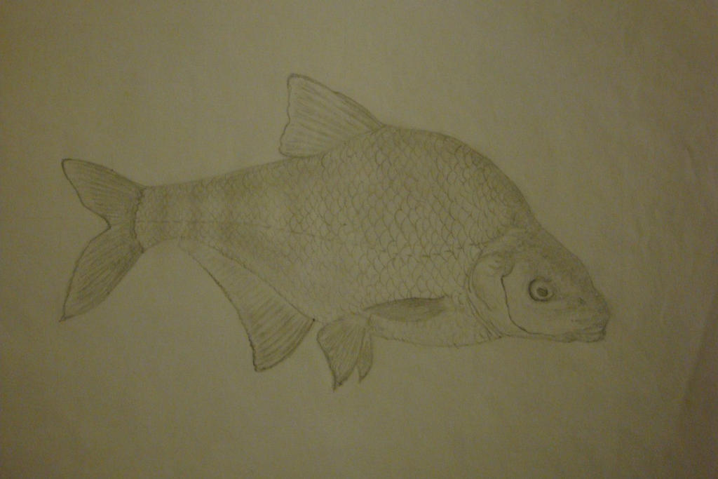 Draw Fish Bream Bream by fastlose on DeviantArt