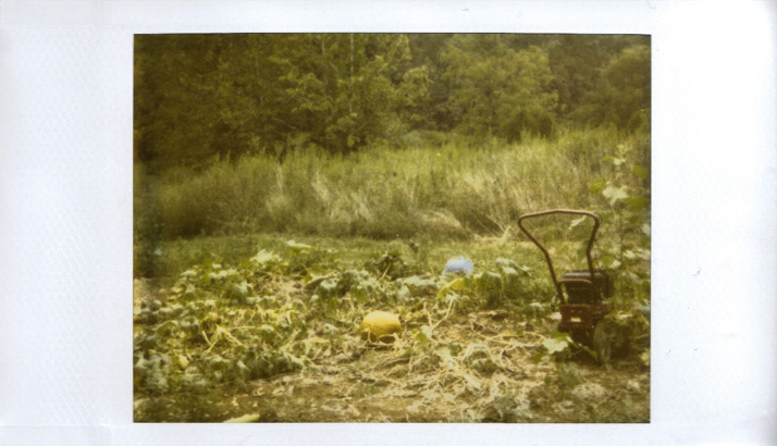 Garden Polaroid