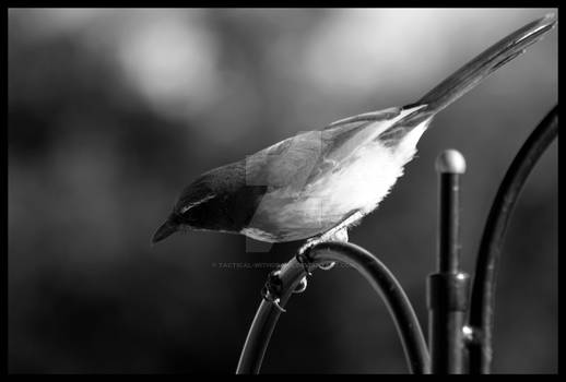 Stellar Jay