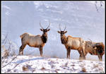 Elk at Three Sisters by rgmcleish