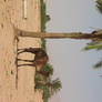 palm tree in Jordan Desert