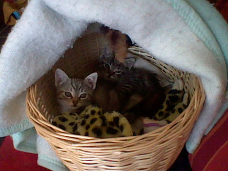 Kittens in basket 2