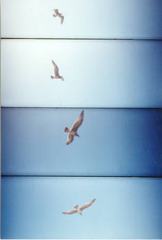 soaring
