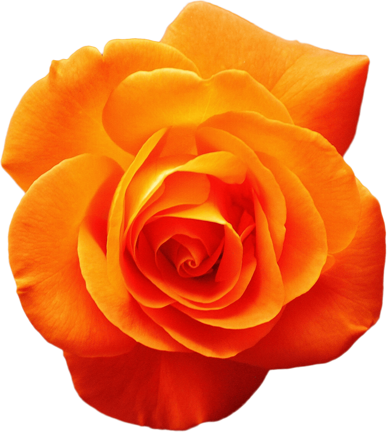 Java Rose Png Transparent PNG Rose by thedesignfreaks on DeviantArt
