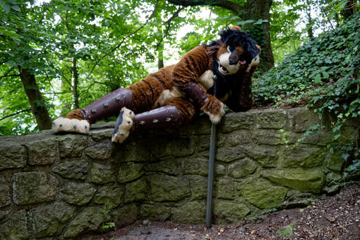 Lioning Around at Drachenfels.