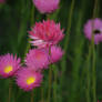 Hot Pink Everlastings