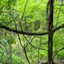 Forest Background 003