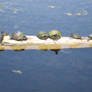 Turtles 001
