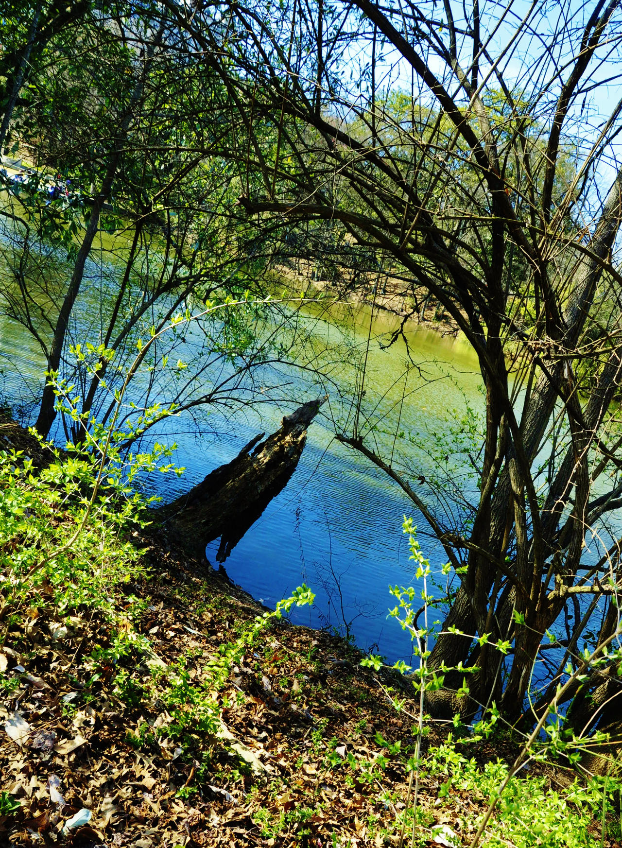 Paradise in Green and Blue