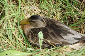 a duck chilling