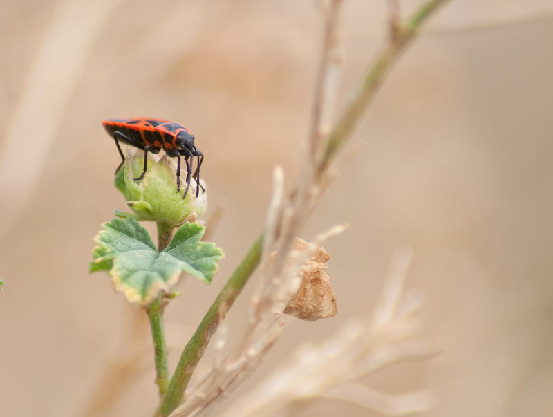 red bug