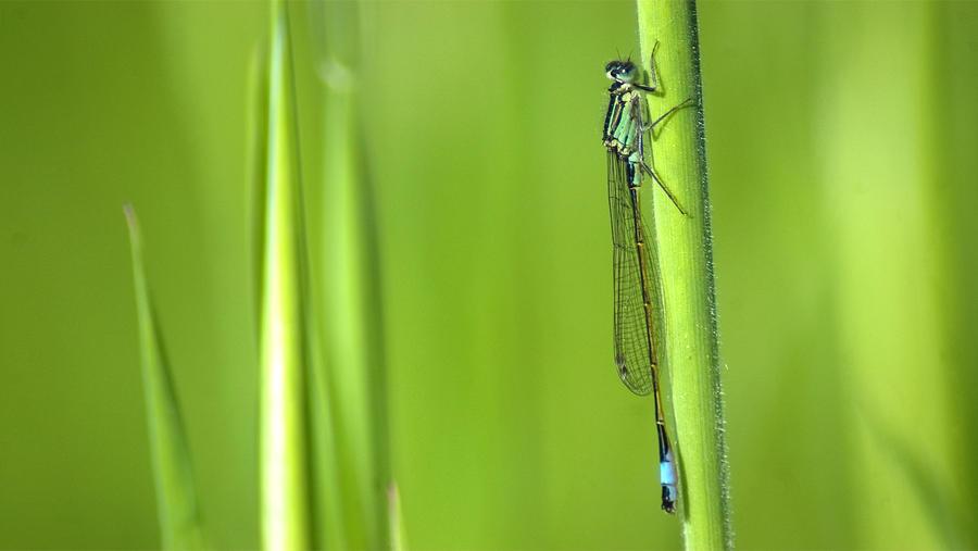 Damselfly wallpaper 1600x900