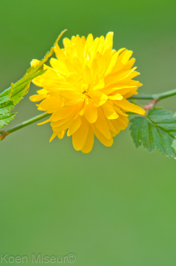 Yellow Flower