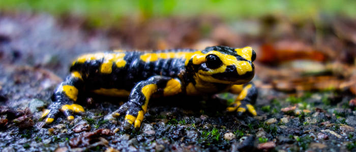 Fire Salamander 21:9 uwhd wallpaper