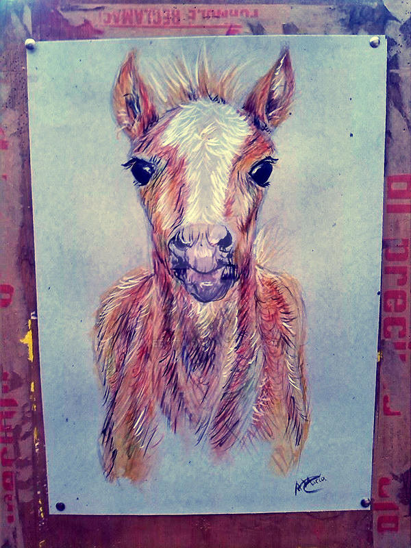 Filly portrait