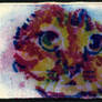 Carborundum - Kitty