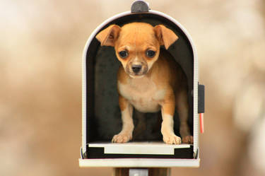 Puppy in the Mailbox 2