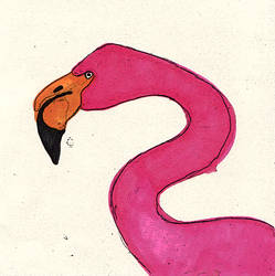 flamingo