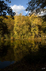 Lake and trees