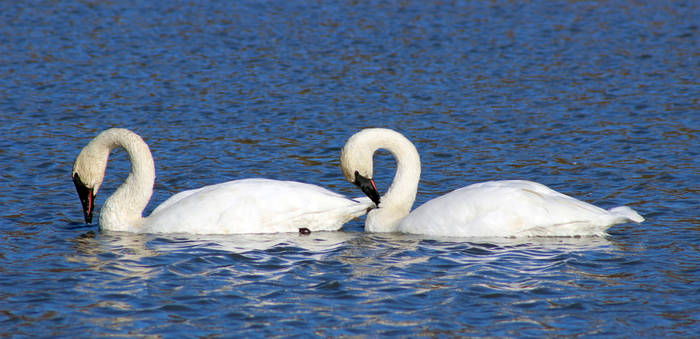 Trumpeter Swans II