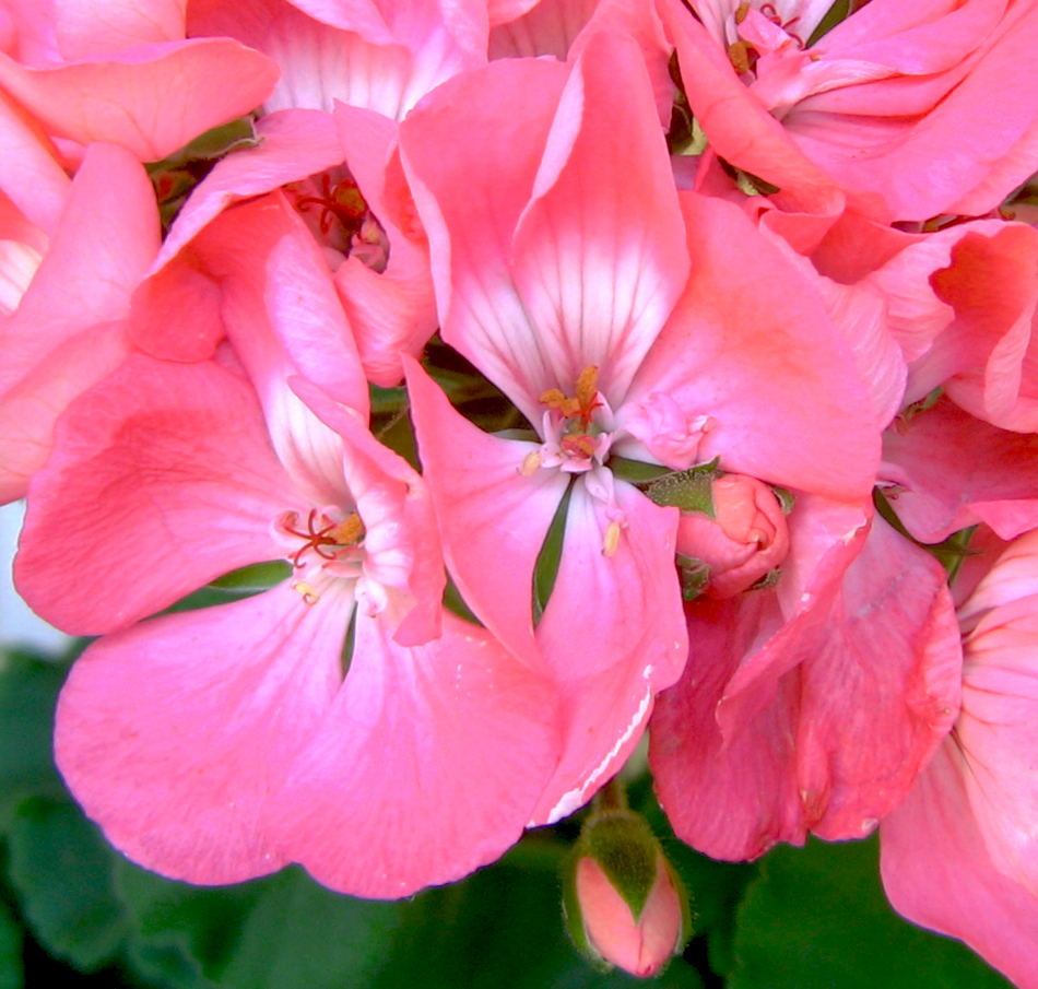 Pink Flowers