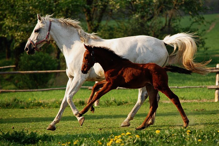 Mare with foal