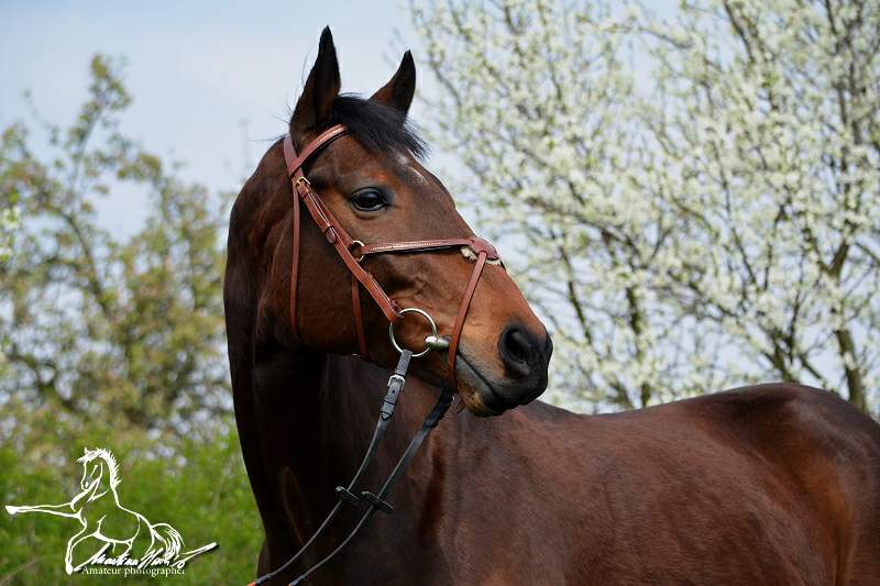 Spring by horses