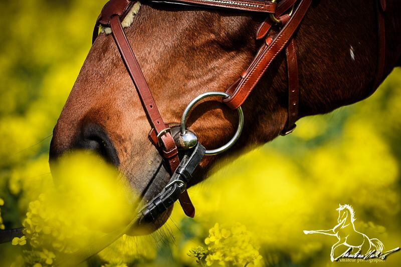 Stormy Groom (GER)