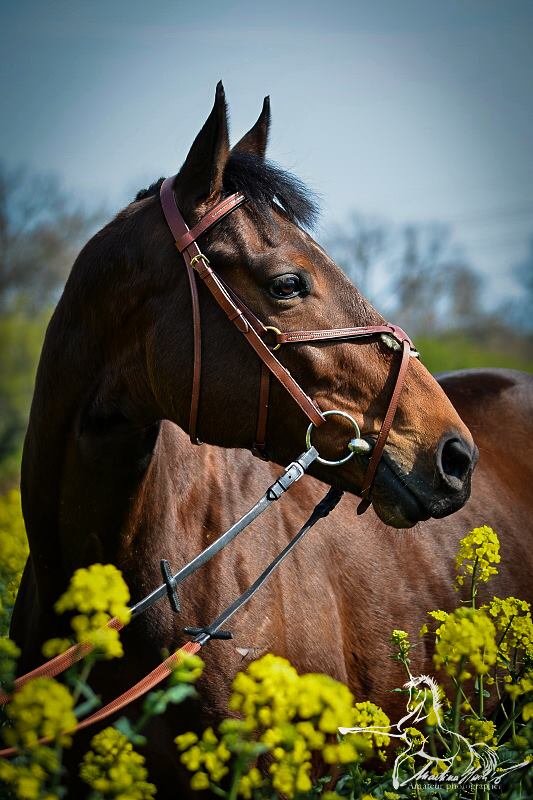 Stormy Groom (GER)