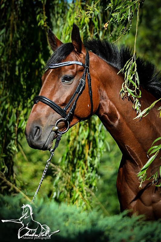 Stormy Groom (GER)