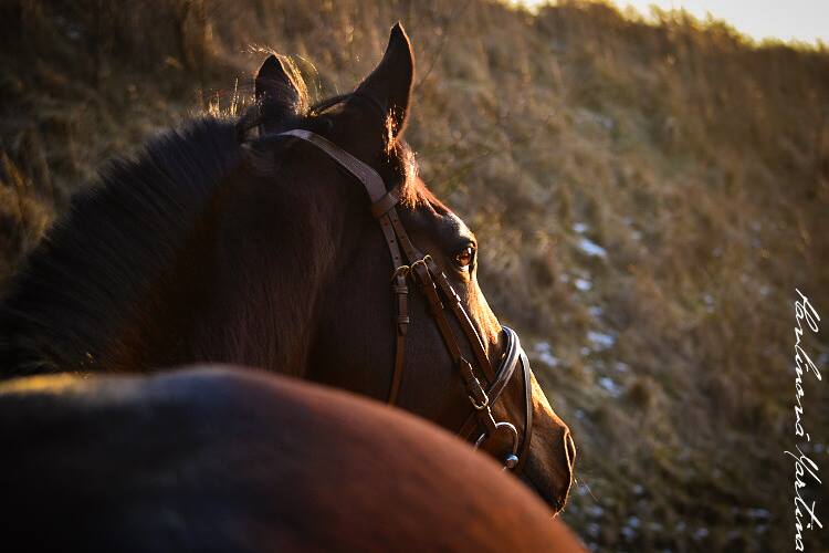 Stormy Groom (GER)