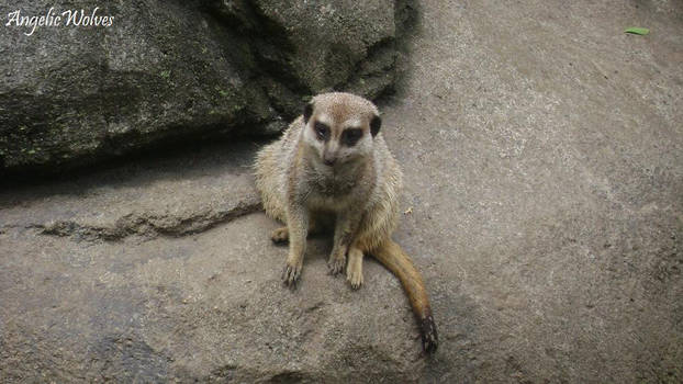 Lonely Meerkat