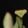 Baby Mantis