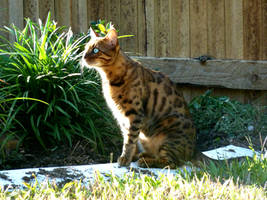 Bengal Tiger