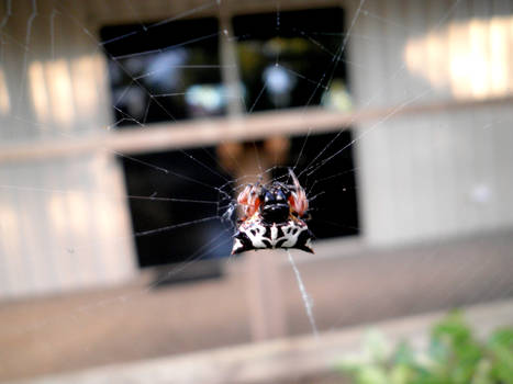 Tortoise Shell Spider