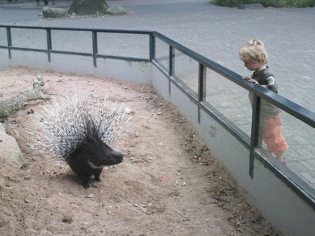 Small child watching porcupine