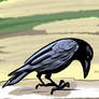Hooded Crow 2