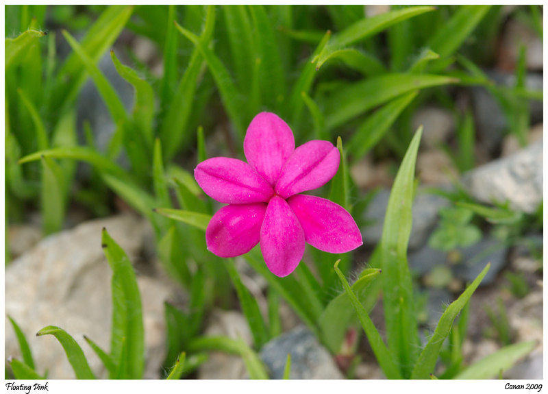 Floating Pink