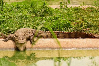 Croc in the park