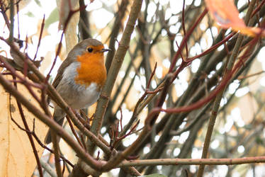 Robin