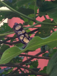 My most closest picture with butterfly ever