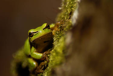 Hyla arborea