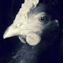 Evil chicken