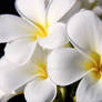 White Frangipani