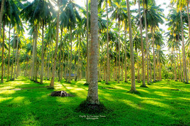 Papdy and Coconut Trees