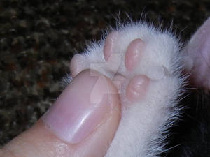 Cat Paw