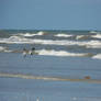 Laughing Gull 4