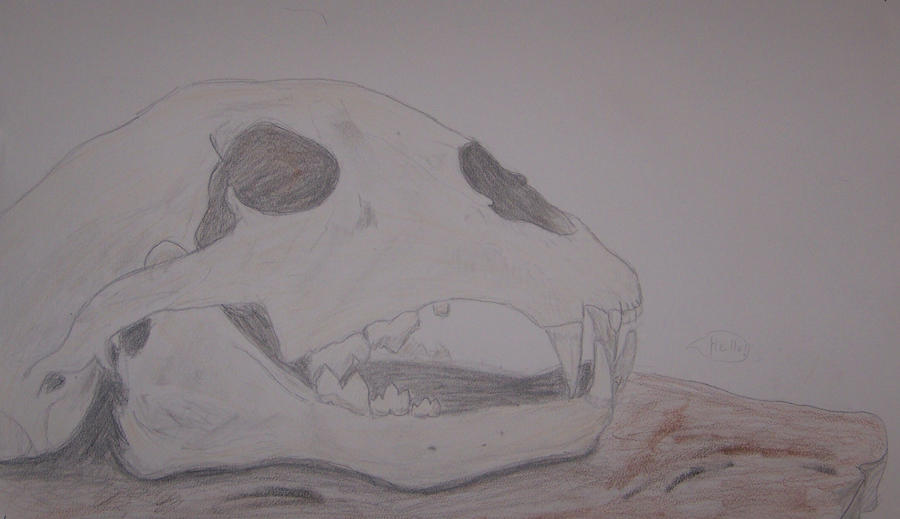 The Skull