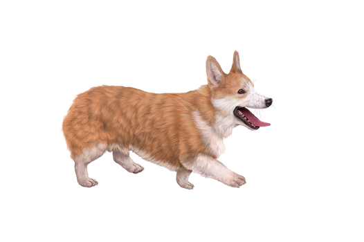 Corgi