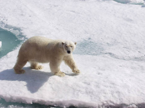 Arctic Bear